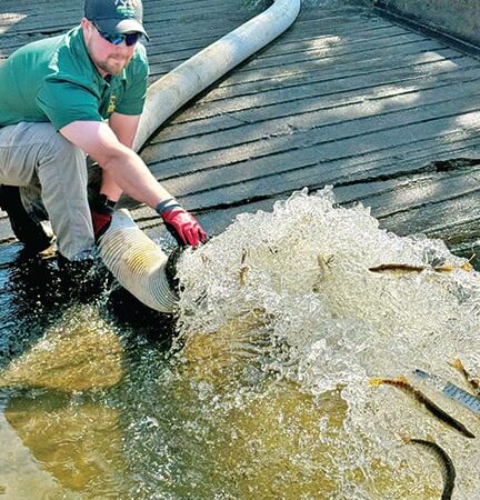 Thousands of muskies stocked across Ohio – Outdoor News