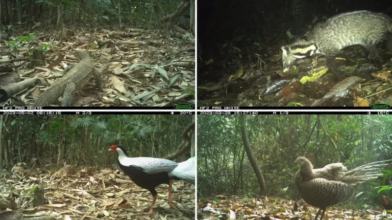 Trail Cam Spots Extremely Rare Forest Animals in Vietnam