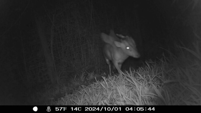 Trail Camera Captures a ‘Mythical Creature’ in Bristol—What Is It?