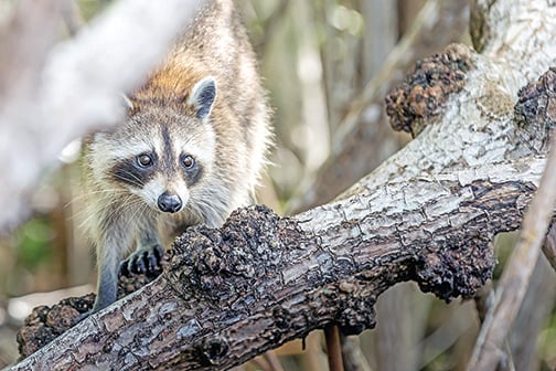 Trapping raccoons? Make the most of bodygrippers – Outdoor News