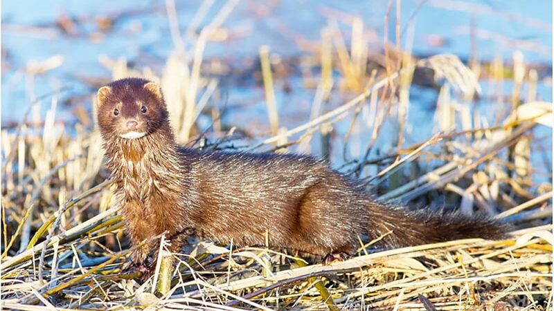 Two people arrested after 200 minks are released from Pennsylvania farm – Outdoor News