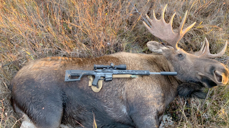 Video: Moose Hunting With the 22 ARC