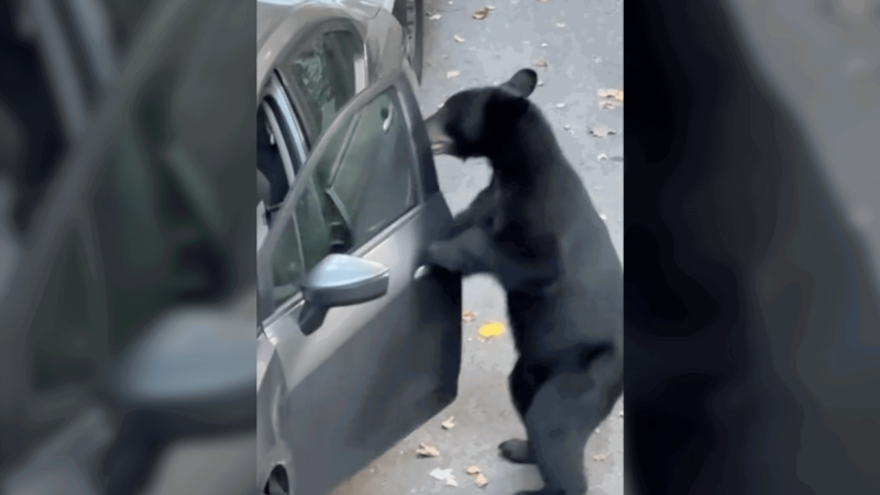 Viral Video: Black Bear Hops Into Car Parked at Trailhead