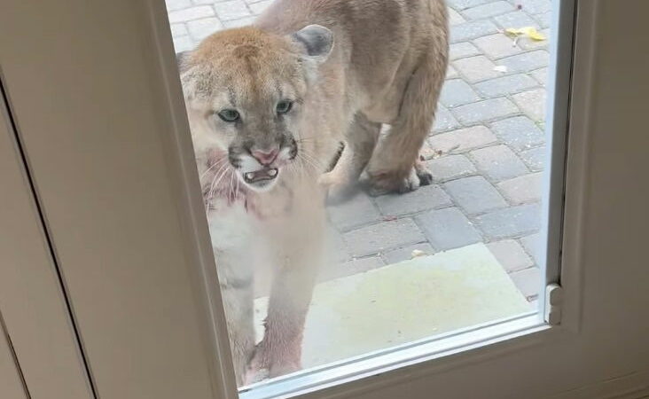 Viral Video: Cougar Kills Pet, Then Stalks Family Through Windows