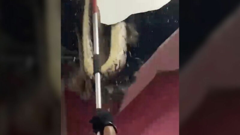 Viral Video: Massive Snakes Crash Through Ceiling in Malaysia