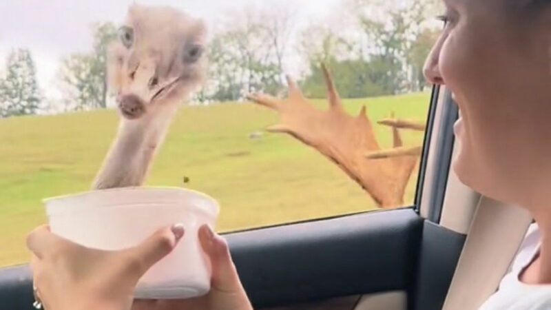 Viral Video: Ostrich vs. Bull Elk vs. Rearview Mirror—Oof