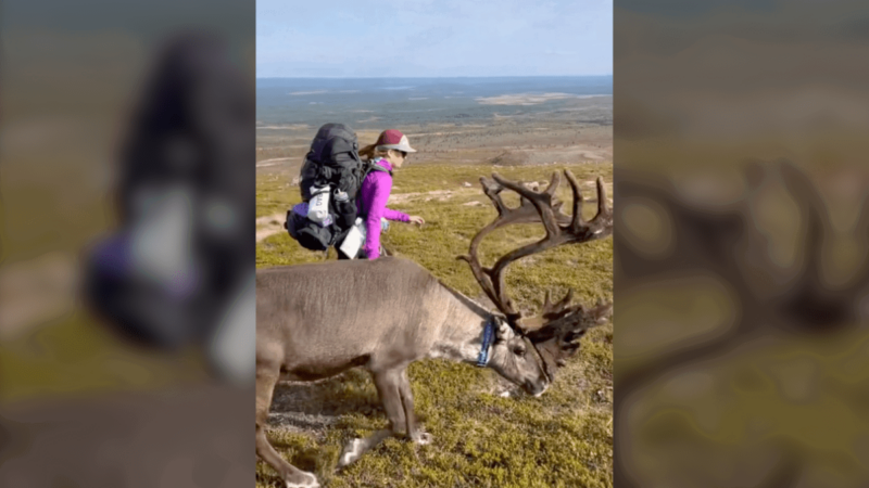 Viral Video: Women Stunned When ‘Hiking Reindeer’ Joins Trek