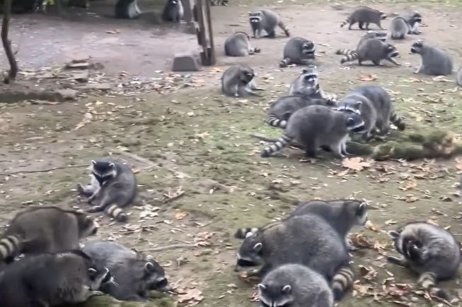 Washington Woman Swarmed by Raccoons Looking for Food