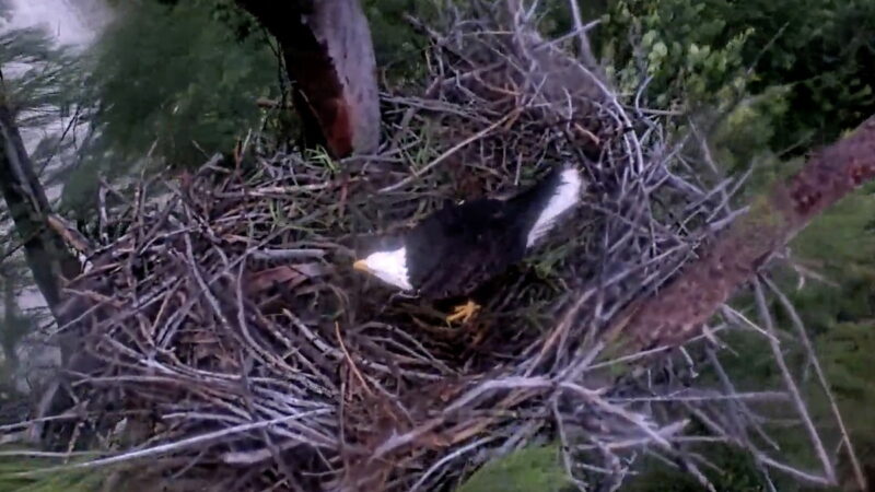 WATCH: A Bald Eagle Rode out Hurricane Milton in Its Nest