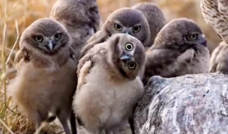 WATCH: Burrowing Owls Bobbing Their Heads Is the Absolute Best