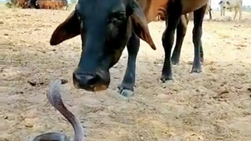 WATCH: Cow vs. Cobra Doesn’t End How You’d Expect