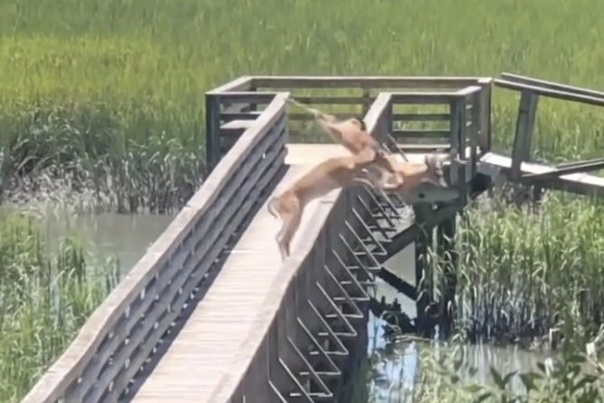 WATCH: Deer Shock Bystanders by Suddenly Leaping off Bridge