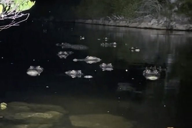 WATCH: Everglades Python Hunter Finds These Animals Instead