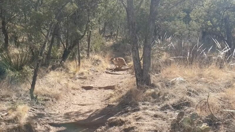 WATCH: Hikers in Big Bend Witness Mountain Lion Hunting Deer