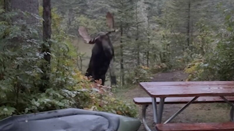 WATCH: Moose Runs Through Campsite in Isle Royale