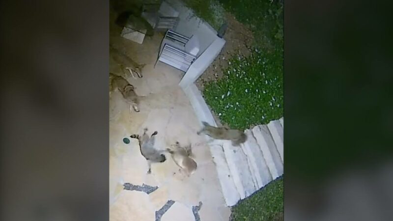 WATCH: One Raccoon vs. FIVE Coyotes Caught on Security Cam