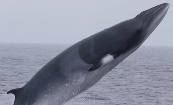 WATCH: ‘Spectacular’ Footage of a Minke Whale Breaching