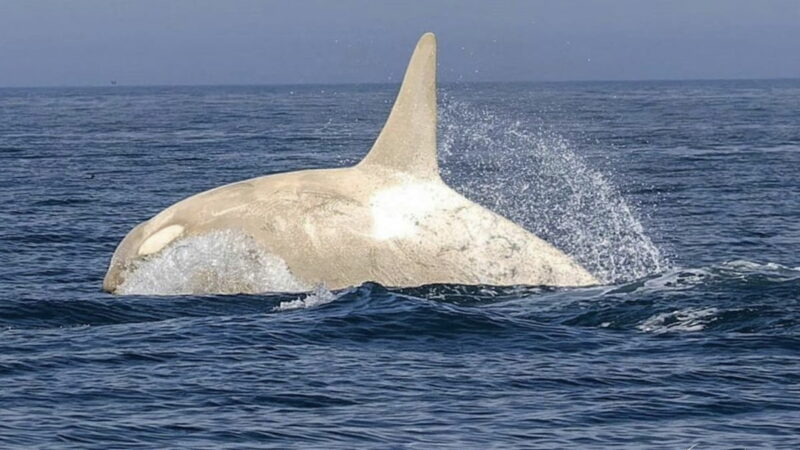 WATCH: Stunning White Orcas off the Coast of Hokkaido, Japan