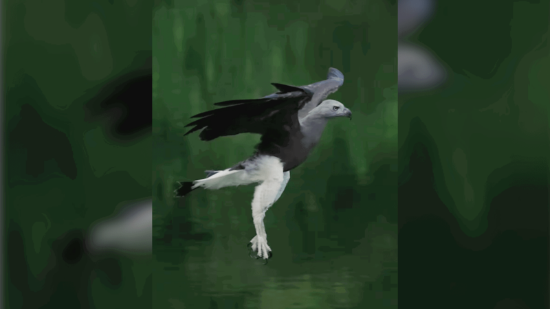 WATCH: This Fish Eagle’s Fail Is Still Pretty Spectacular