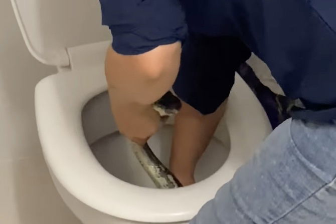 WATCH: ‘Toilet Python’ Gives Aussie Family a Surprise