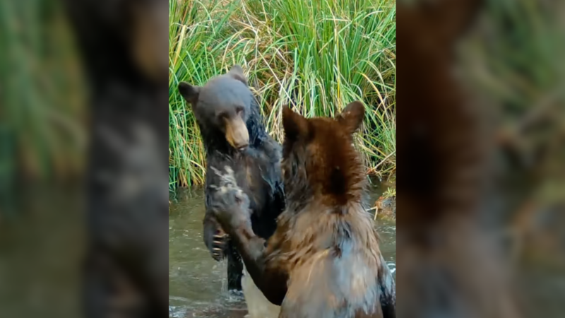 WATCH: Two Bears Have an Adorable Play Fight in Arizona