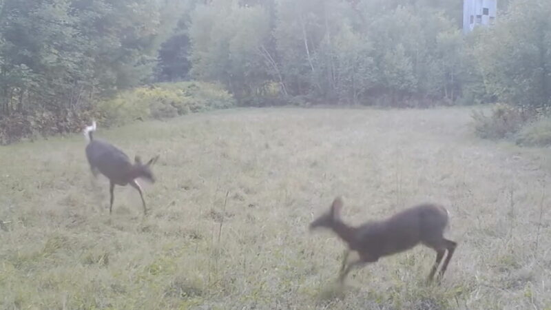 WATCH: Young Deer Frolic in a Field in Maine