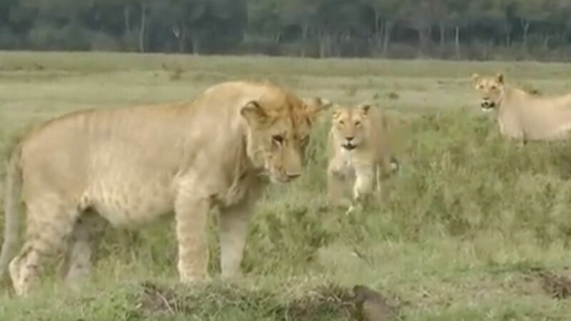 What Animal Will Take on Four Lions? This One. (Video)