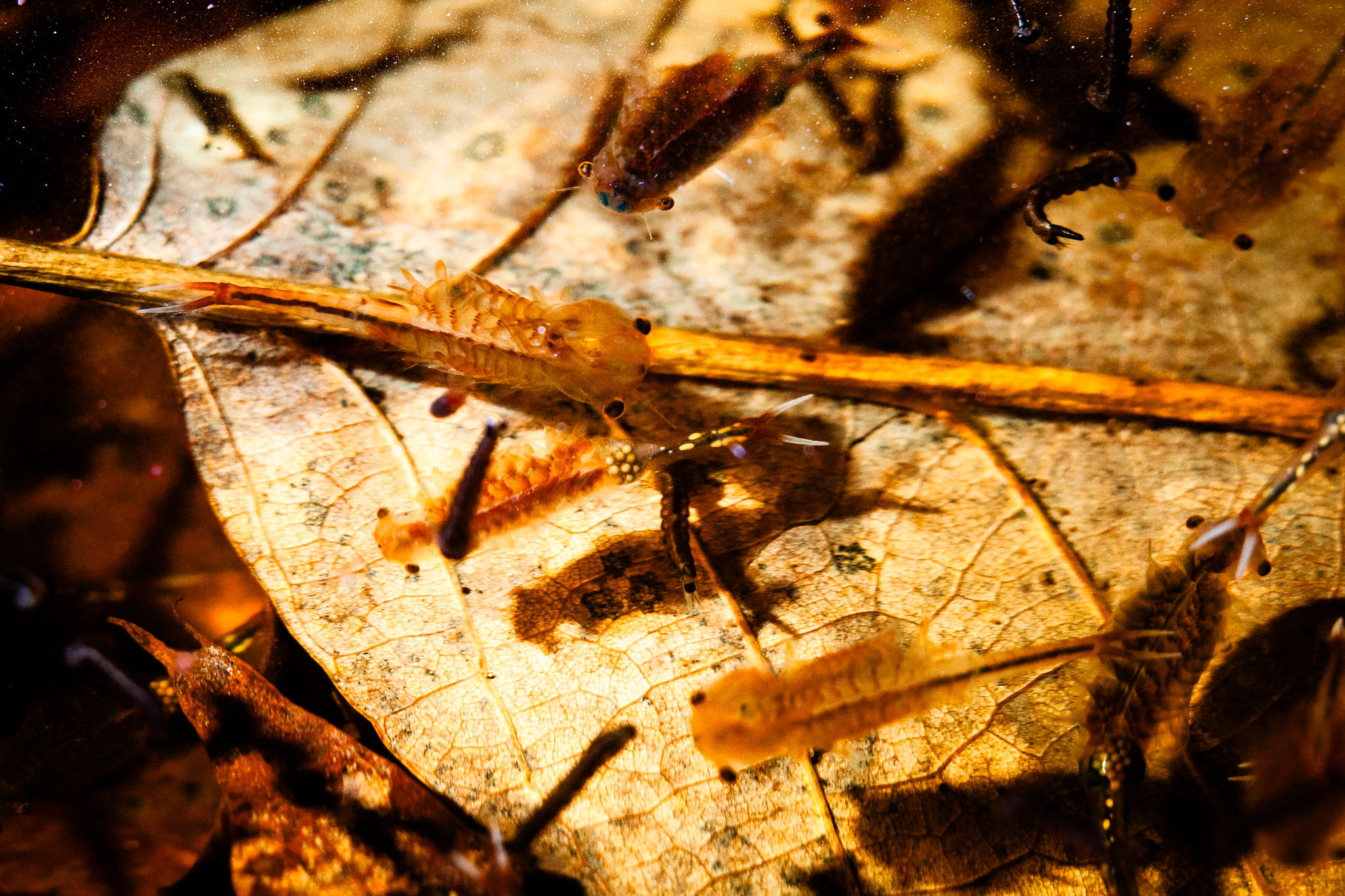 Various zooplankton swim in pond water.