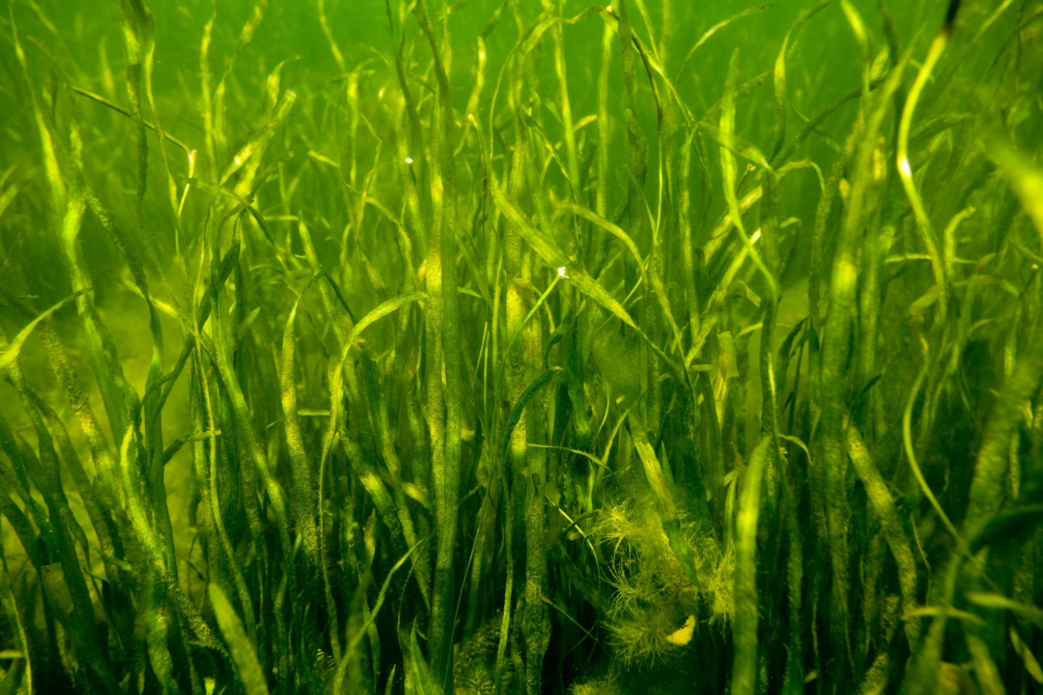 Wild celery growing underwater in a pond.