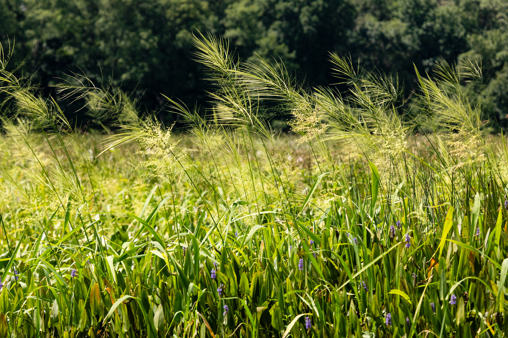 Wild rice swaying in the breeze.