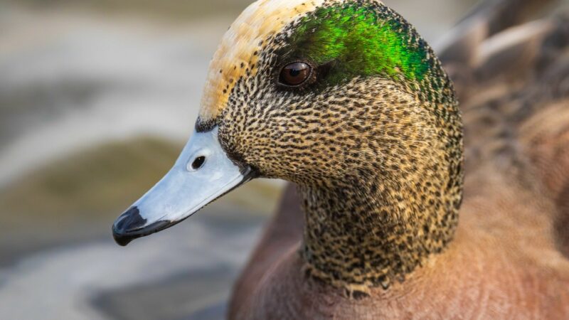 What Do Ducks Eat? Here’s What Every Waterfowl Hunter Should Know