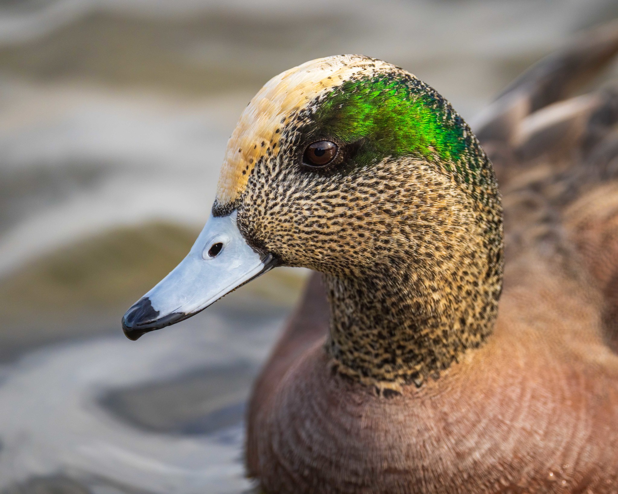 A clsoe-up of an American wigeon.