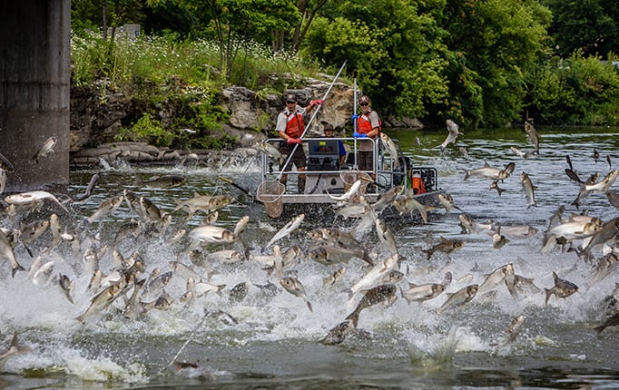 What’s the extent of invasive silver carp’s presence in Wisconsin’s lower Chippewa and Black rivers? Officials working to find out – Outdoor News