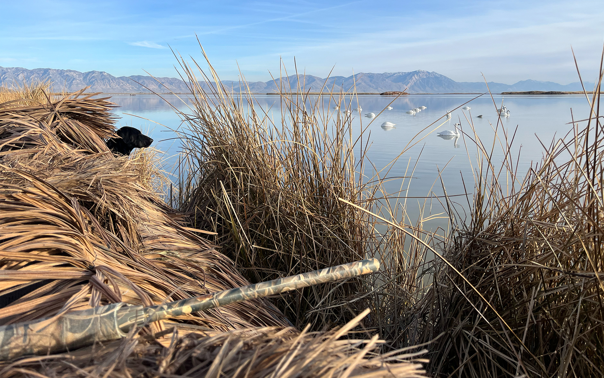 A black Lab sits in a boat blind in front of a spread of swan decoys.