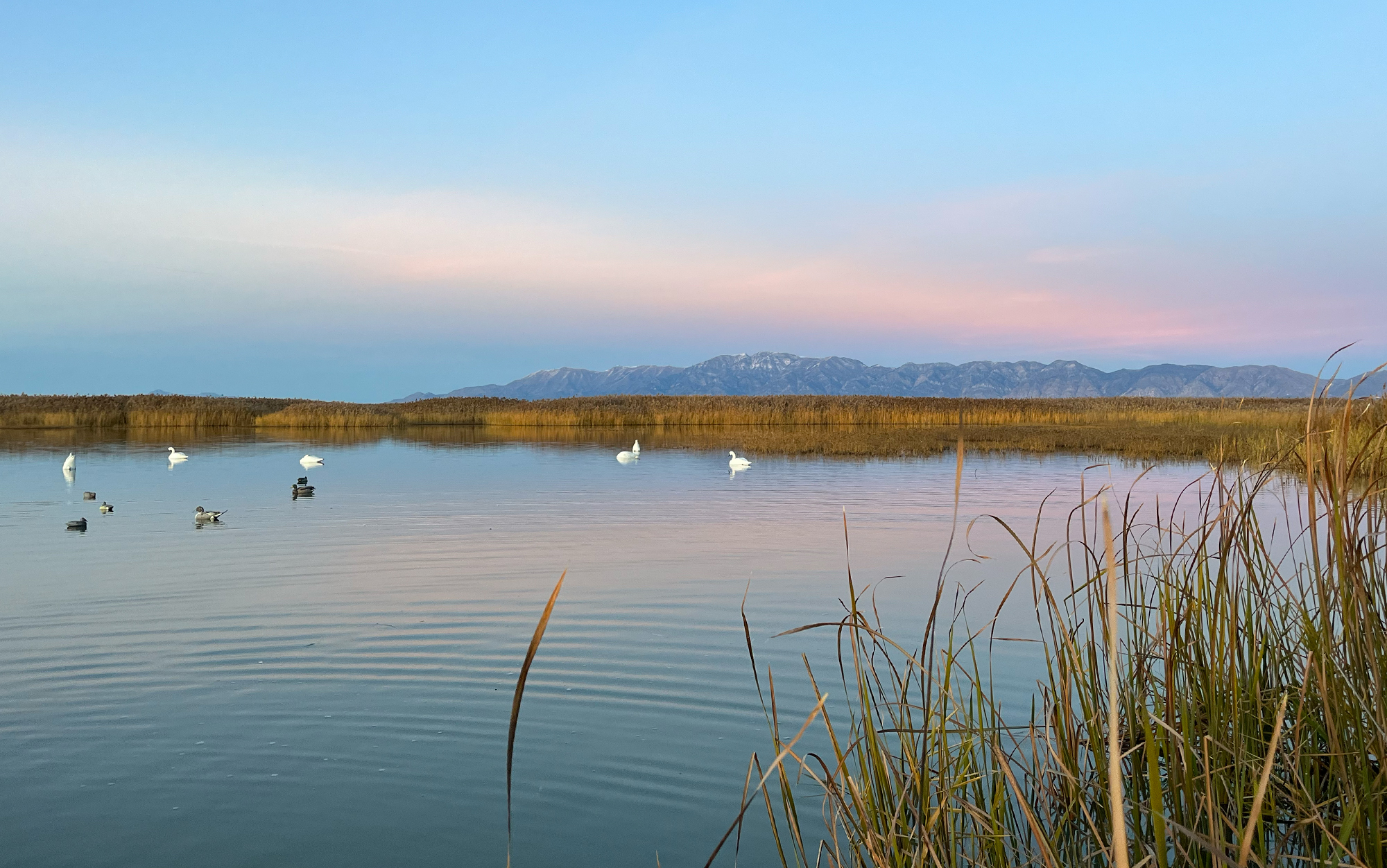 Swan decoys sit on the water at sunset.