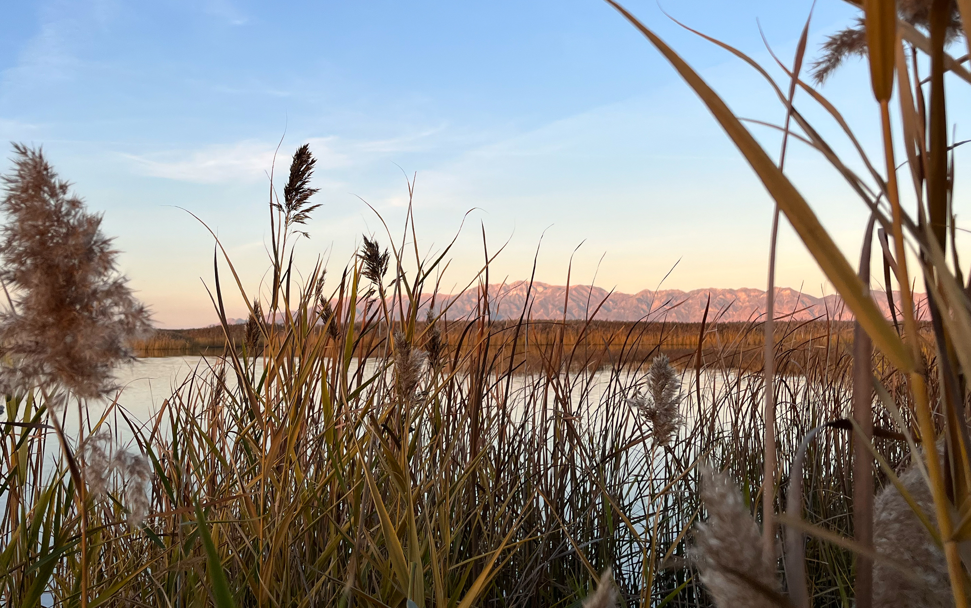 A view of the Wasatch Range through reeds.