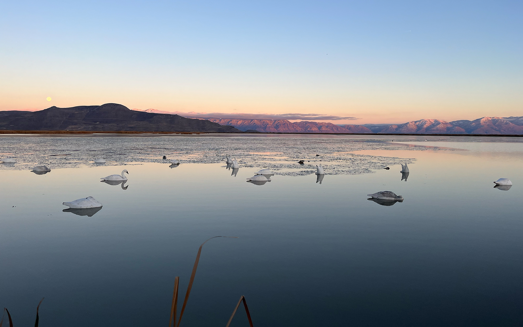 The full moon rises behind decoy spread.