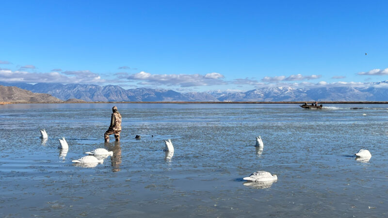 Why Hunt Swans? Among Other Reasons, It’s Wicked Fun