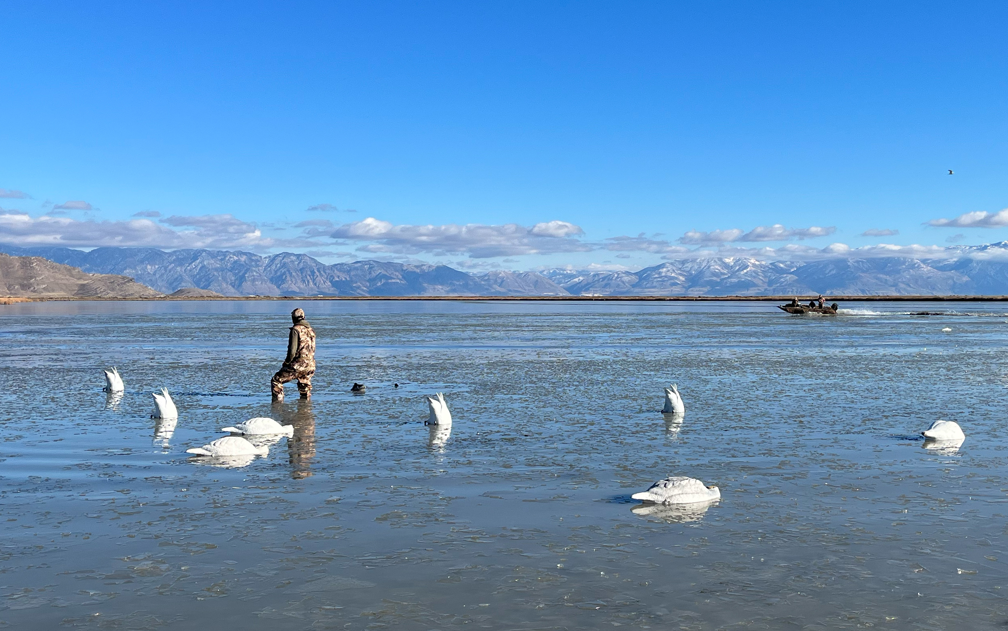 Swan hunter sets decoys in an icy wetland.