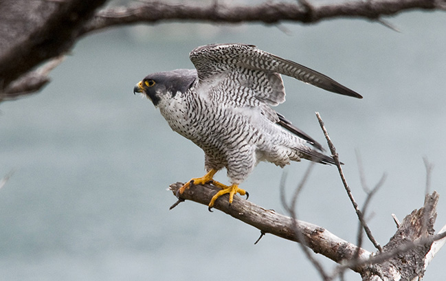 WI Daily Update: Peregrine falcon populations ticking upward – Outdoor News