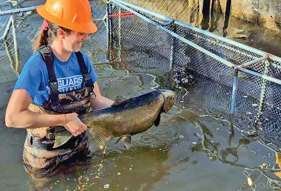 Wisconsin DNR collects 3.5 million Chinook eggs for Lake Michigan stocking – Outdoor News