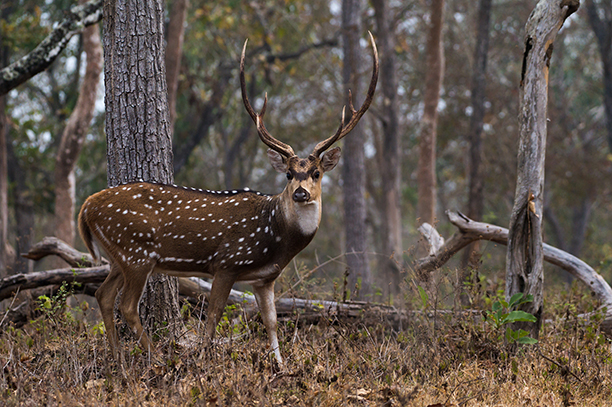 17,000 invasive axis deer were killed on Maui this year, but they just keep coming – Outdoor News