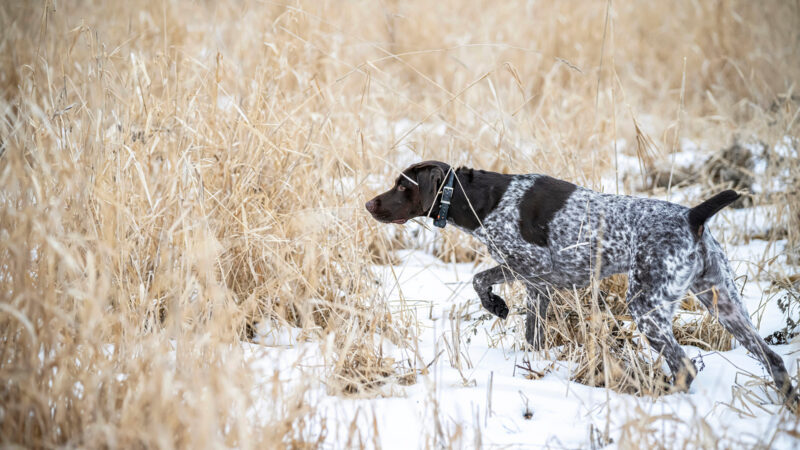 22 Pheasant Hunting Tips to Put More Roosters in the Bag