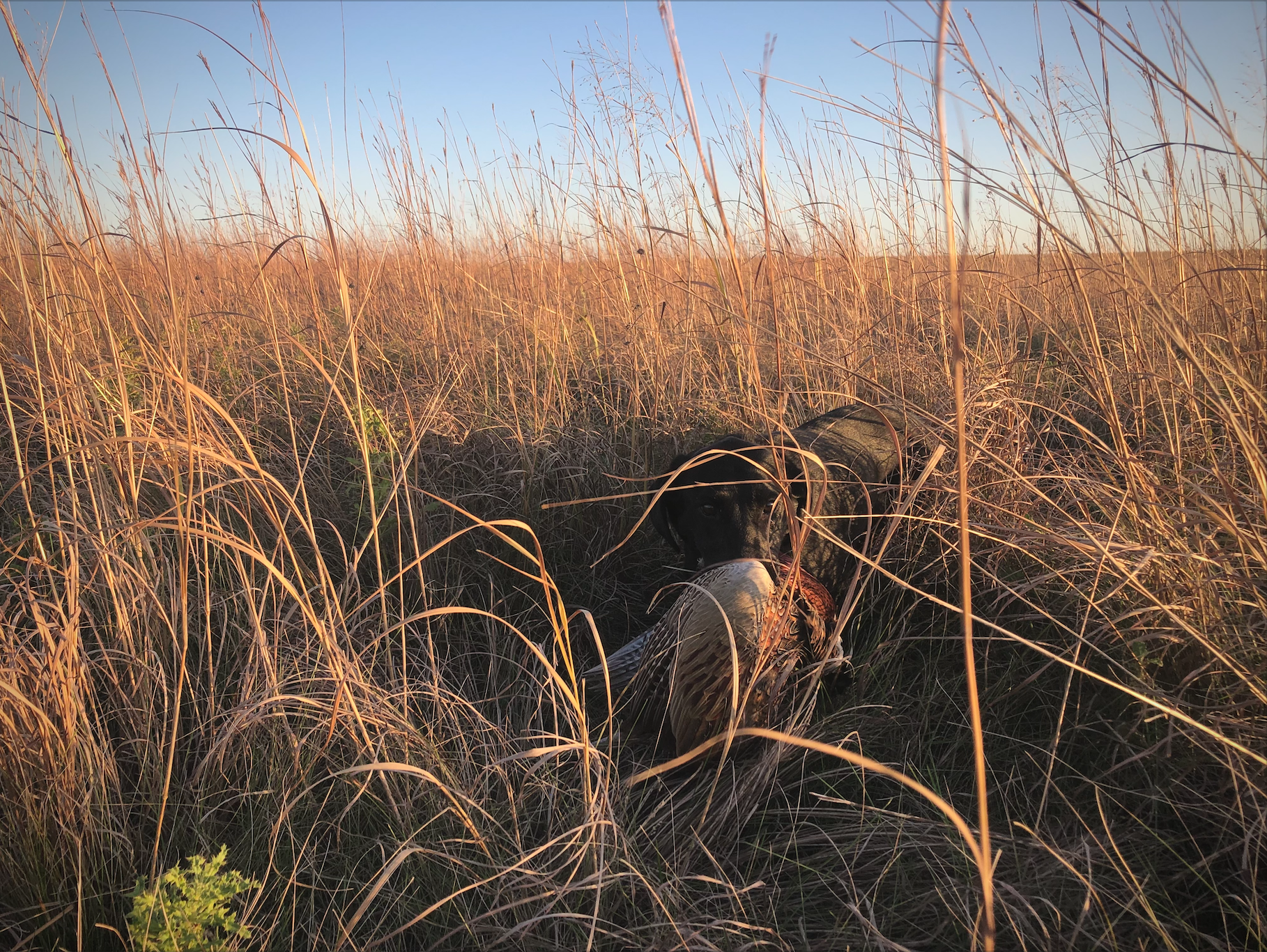 south dakota rooster