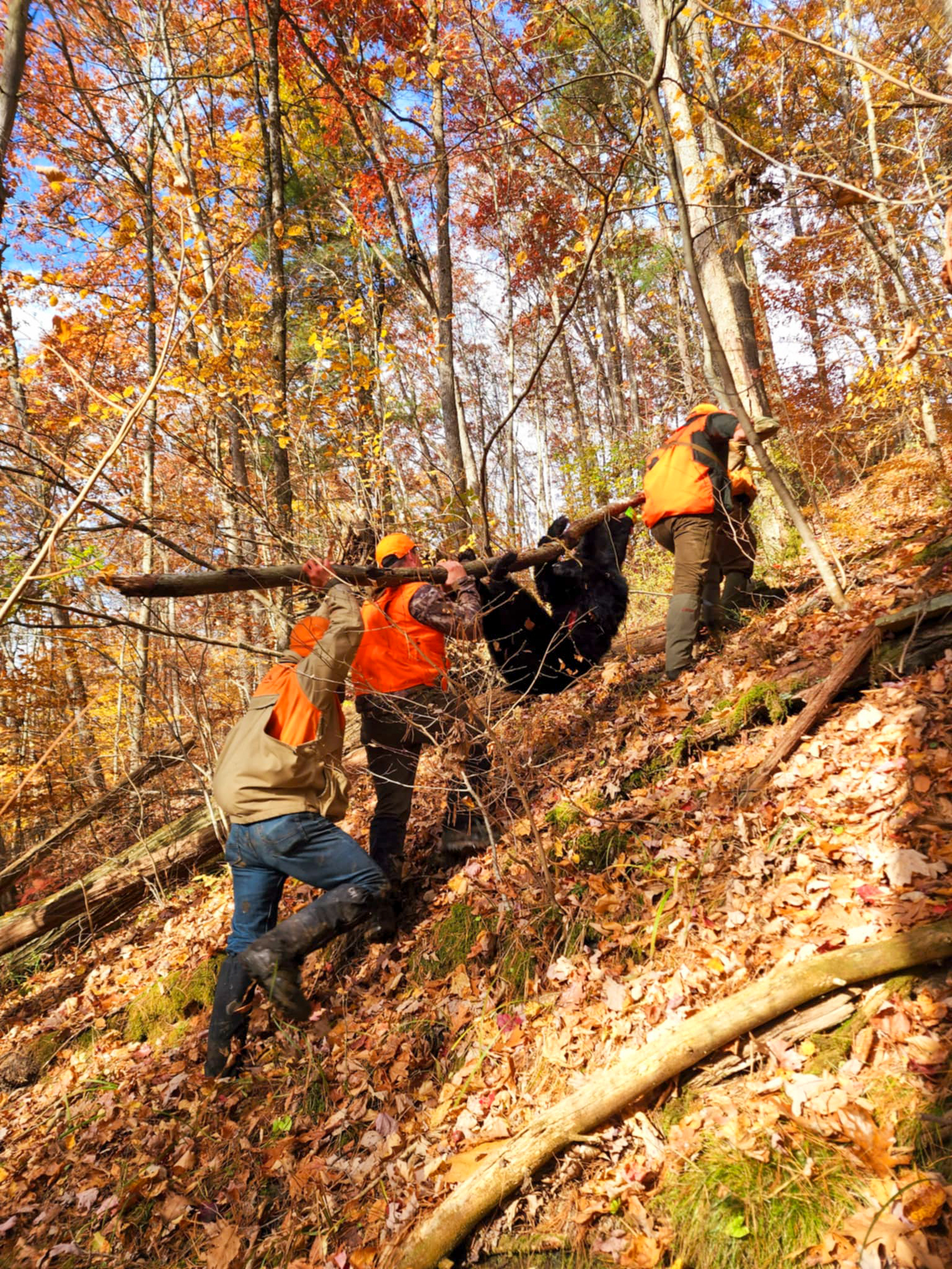 Hunters haul a bear out of the woods up a steep hill.