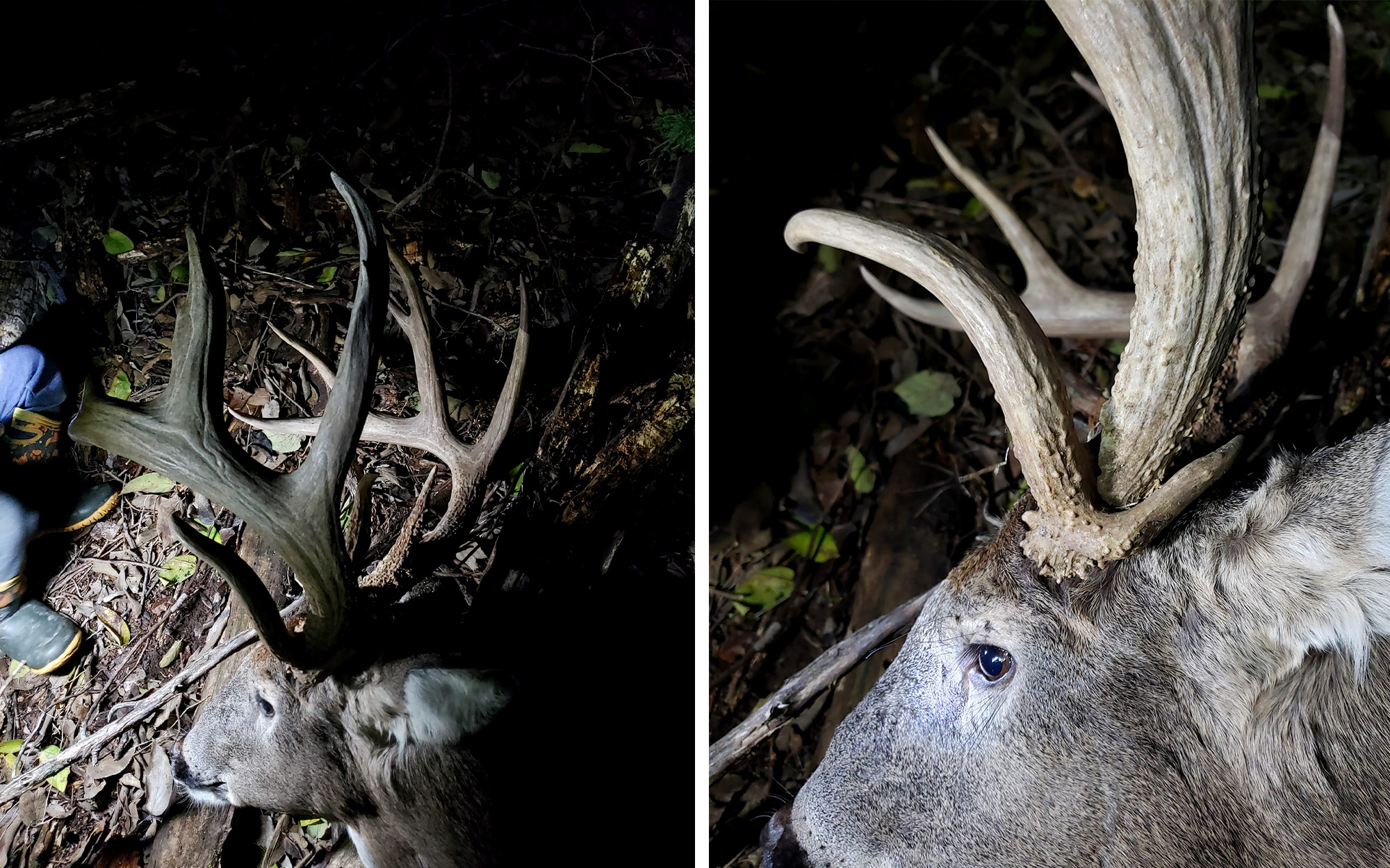 A close-up of a big Kansas buck.