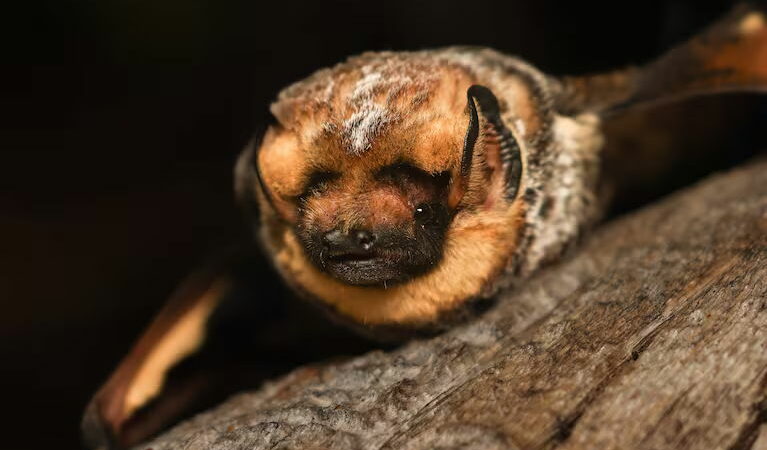 A Bat Named ‘Hoary Potter’ Has Won a Bat Beauty Contest