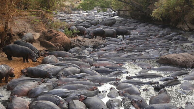 A Dizzying Number of Hippos Gathered at This Spot in Tanzania—Why?