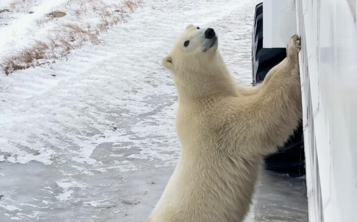 ‘A Pawfect Minute’: Curious Polar Bear Says Hello to Tourists