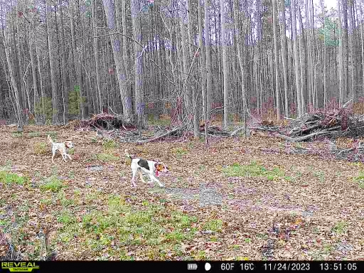 Dogs on trail camera